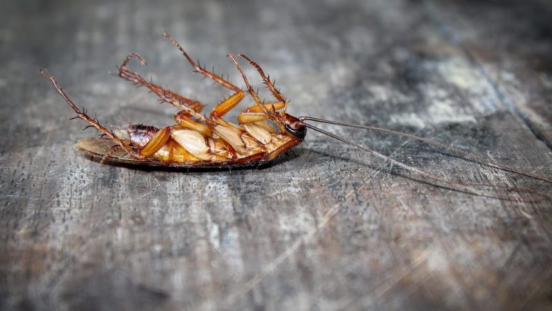 How to Prevent Pests from Invading Your Home