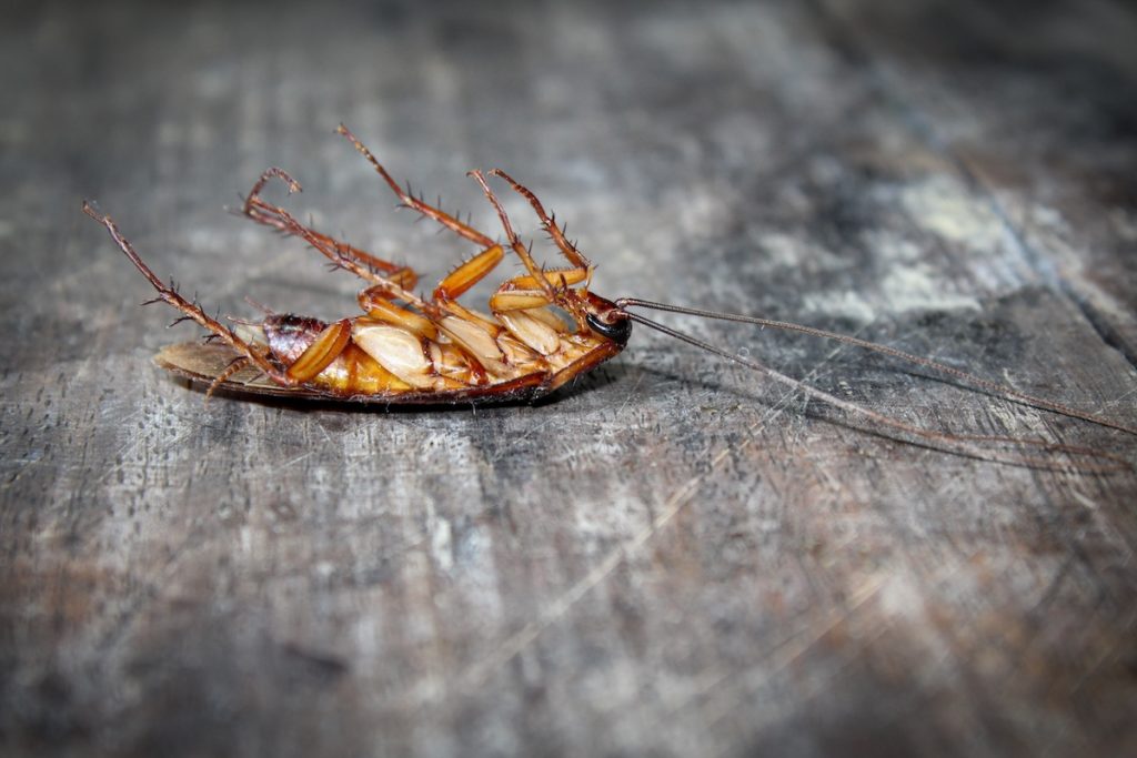 Read more about the article How to Prevent Pests from Invading Your Home