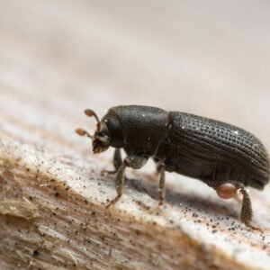 Beetles