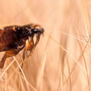 Fleas