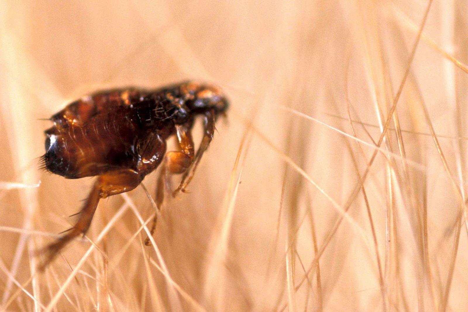 flea control