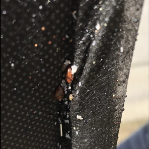 Bed Bugs