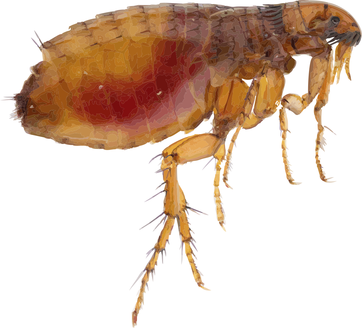 louse-flea-dog-insect-flea