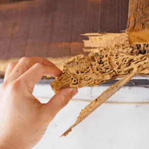 Termite Inspection