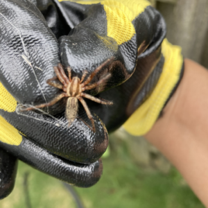 Spiders