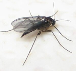 Flies/Knats