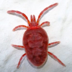 Mites