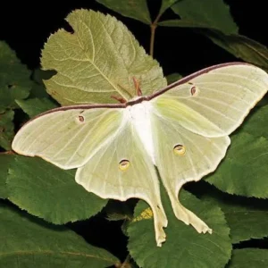 Moths