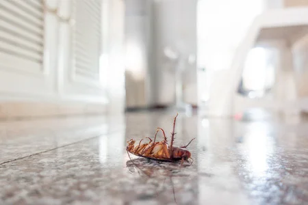 Cockroach Control