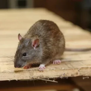 Rats