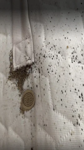 Bed Bug Control