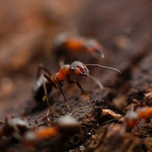 Ants