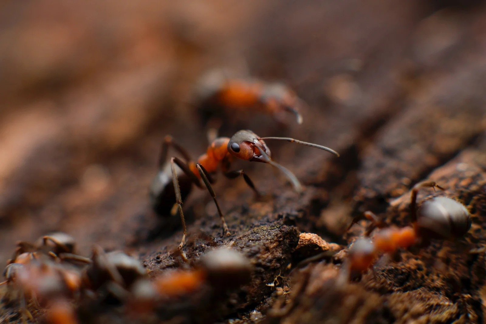 Ant Control