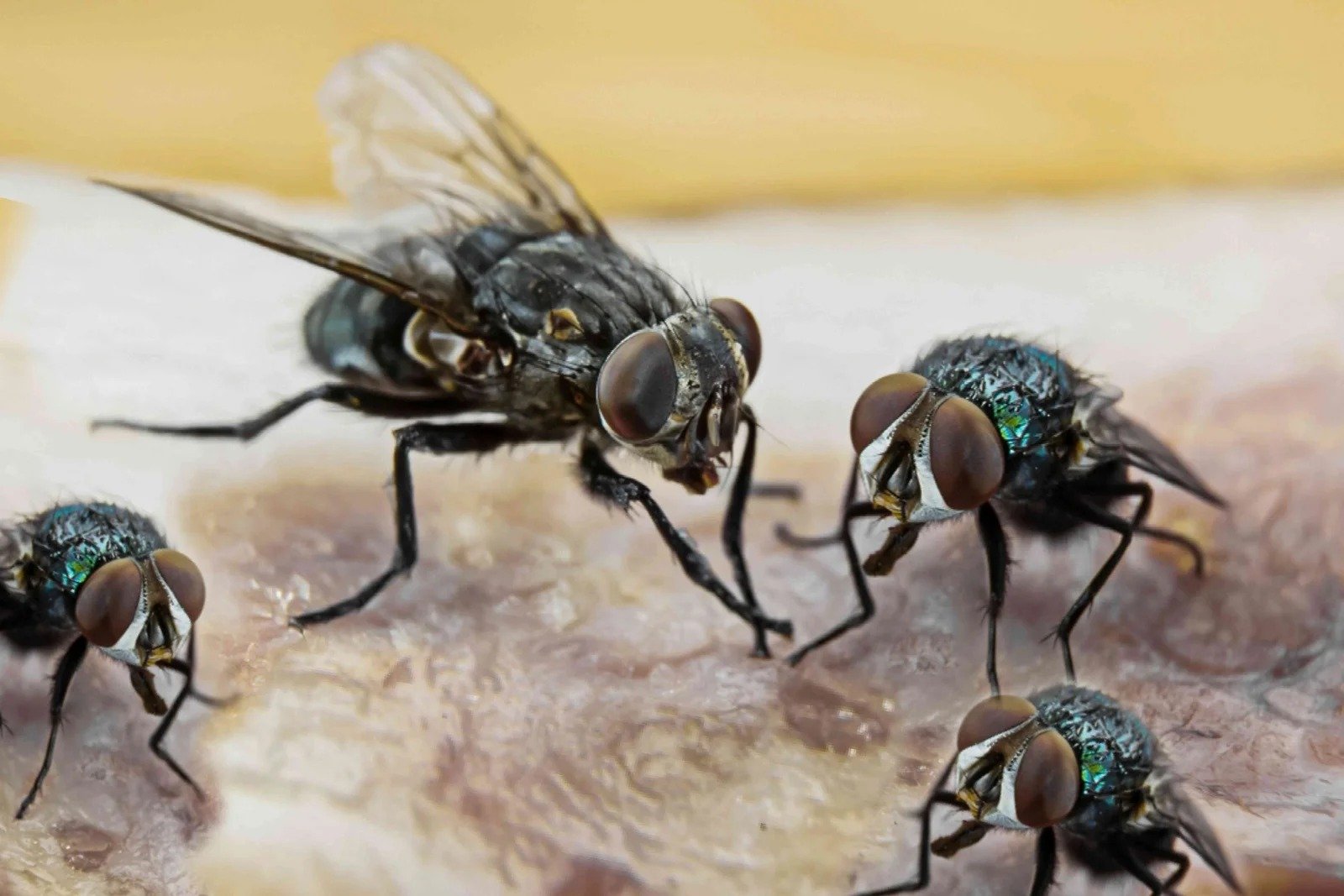 Fly Control