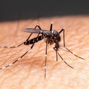 Mosquitos
