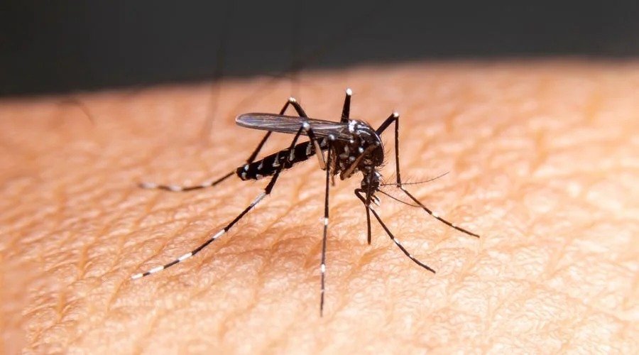 Mosquito Control
