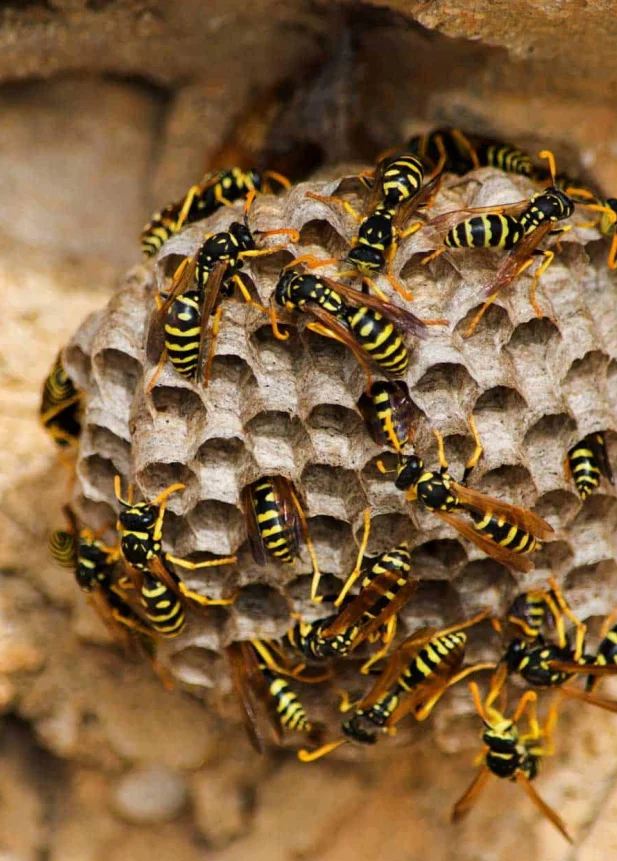 Wasp Control