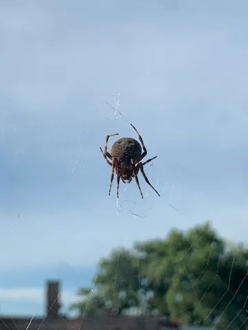 Spider Control
