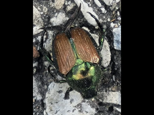 Beetle Control