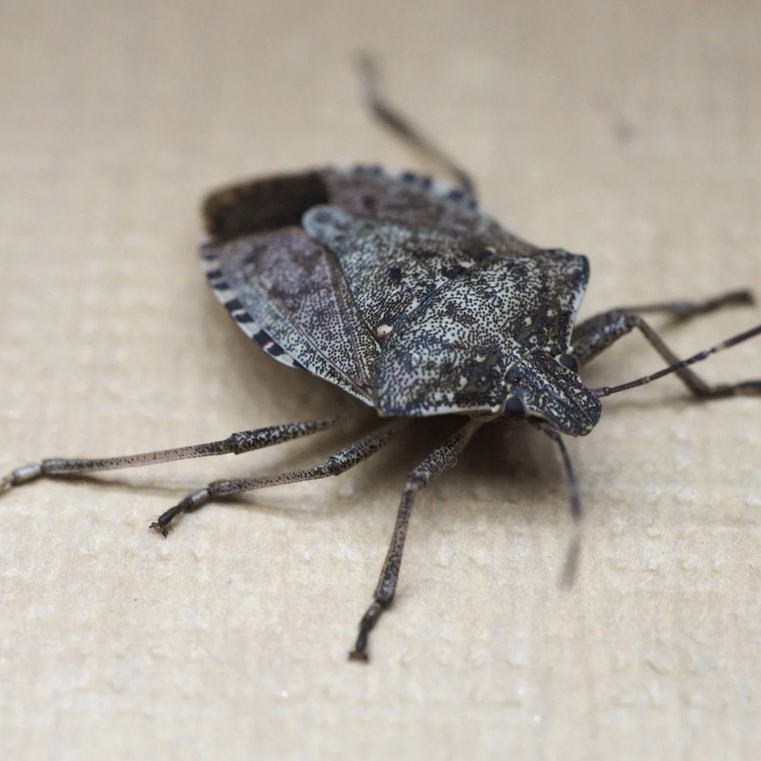 Stink Bug Control