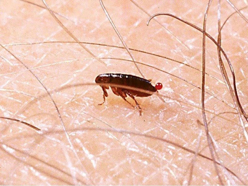 Flea Control