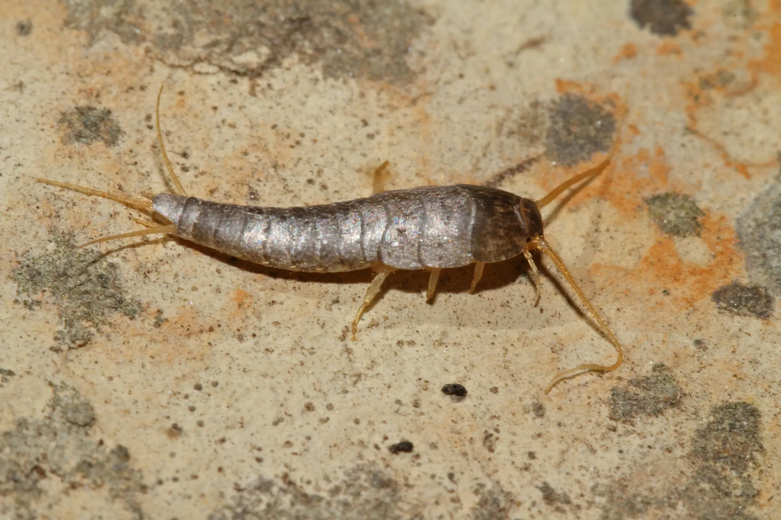 Silverfish Control