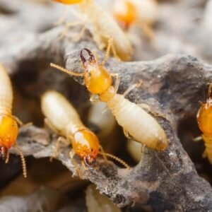 Termite Control